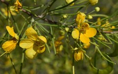 Senna artemisioides circinnata