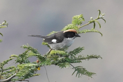 Atlapetes leucopterus