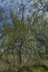 Acacia sericophylla