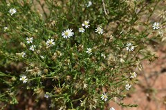 Vittadinia