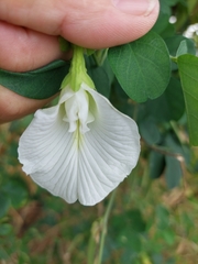 Clitoria ternatea albiflora