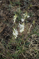 Vicia costata