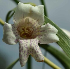 Eremophila bignoniiflora