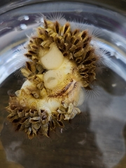 Fiona pinnata