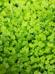 Hydrocotyle heteromeria