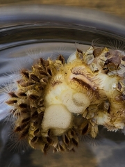 Fiona pinnata