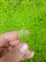 Hydrocotyle heteromeria