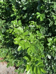 Fraxinus caroliniana