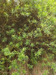 Veronica strictissima
