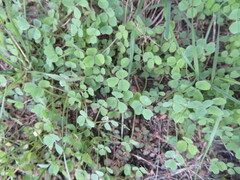 Medicago lupulina