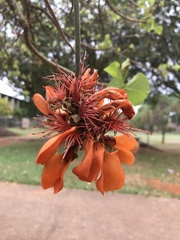 Erythrina