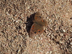 Junonia nigrosuffusa