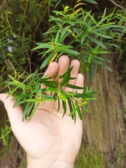 Veronica strictissima