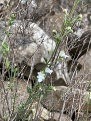 Teucrium corymbosum