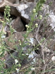 Teucrium corymbosum