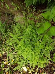 Anthriscus caucalis