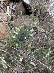 Teucrium corymbosum