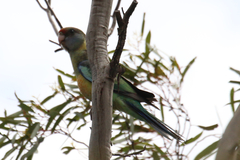 Barnardius zonarius barnardi