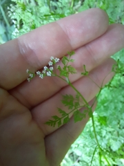Anthriscus caucalis