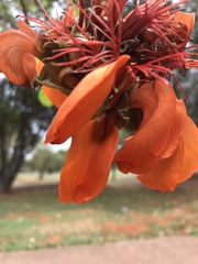 Erythrina