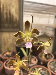 Encyclia