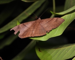 Lygniodes endoleucus