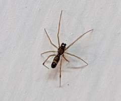 Coleosoma