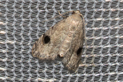 Abablemma brimleyana