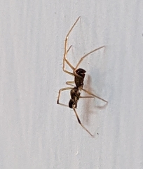 Coleosoma