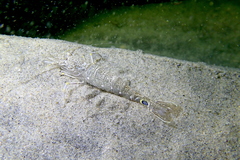 Crangon nigromaculata