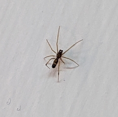 Coleosoma