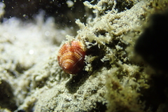 Calliostoma