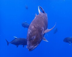 Caranx ignobilis