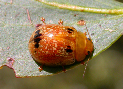 Paropsisterna atalanta