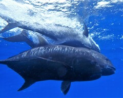 Caranx ignobilis