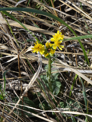 Tephroseris integrifolia