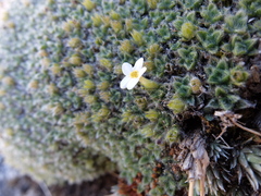 Myosotis pulvinaris