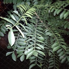 Spondias purpurea
