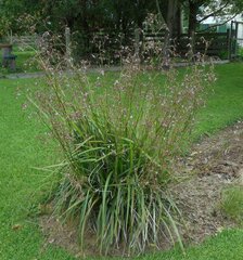 Dianella callicarpa