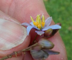 Dianella callicarpa