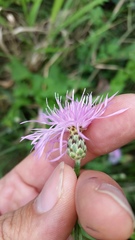 Centaurea stoebe australis