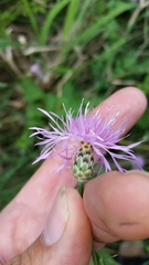 Centaurea stoebe australis