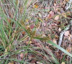 Cyperus retroflexus