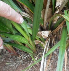 Dianella callicarpa