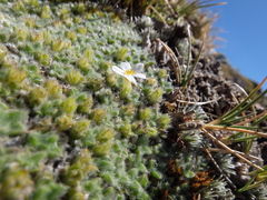 Myosotis pulvinaris