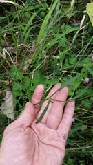 Centaurea stoebe australis
