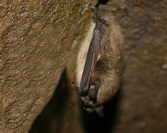 Myotis