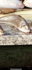 Menticirrhus