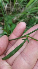 Centaurea stoebe australis