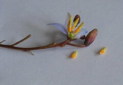 Dianella callicarpa
